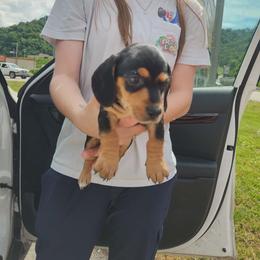 Boy 3 - Black and tan male Dachshund puppy in Lexington, Kentucky from The Wienery