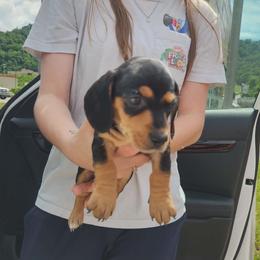 Boy 3 - Black and tan male Dachshund puppy in Lexington, Kentucky from The Wienery