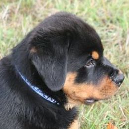 Rottweilers from Serenade Rottweilers