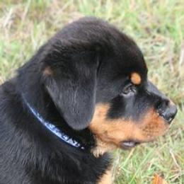 Rottweilers from Serenade Rottweilers