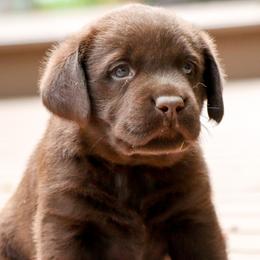 Calvin - Chocolate male Labrador Retriever puppy in Camden, Indiana from Prebleridge Acres