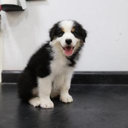 Sawyer - Black tri-color male Australian Shepherd puppy in Bagley, Iowa from Diamond M Aussies