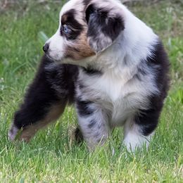 Miniature Australian Shepherd Puppies from Sand Dollar Aussies