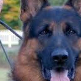 German Shepherds from Blauen Bergen