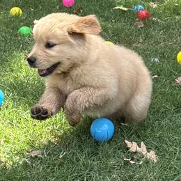 American Eskimo Dogs, Golden Retrievers, Newfoundlands, and Siberian Huskies from Bear Mountain