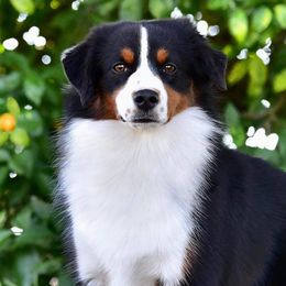 Maizy - Miniature American Shepherd