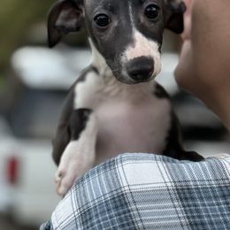 Seal Boy - Seal male Italian Greyhound puppy in Bedford, Texas from Nariba Kennels