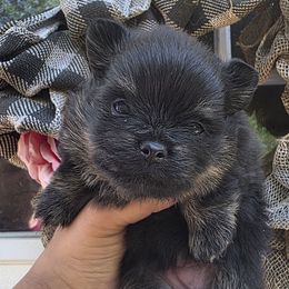 Princess Lillibet - Black and tan female Pomeranian puppy in Smithville, Texas from Lafary Poms