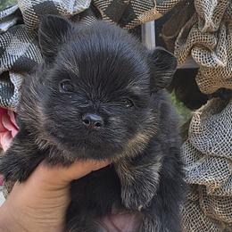 Princess Lillibet - Black and tan female Pomeranian puppy in Smithville, Texas from Lafary Poms