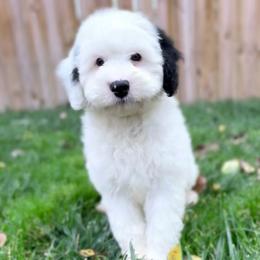 Snoopette - White female Bernedoodle puppy in Casper, Wyoming from 307 Doodles