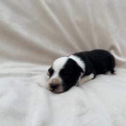 Black Male I - Black and white male Border Collie puppy in Okeechobee, Florida from Cowtown Corgis & Border Collies