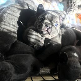 French Bulldog Puppies from Crooked C Ranch