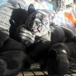 French Bulldog Puppies from Crooked C Ranch