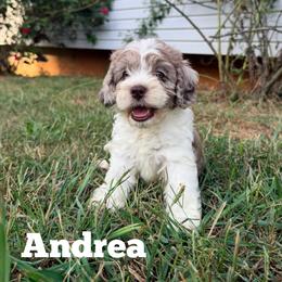 Andrea with training - Merle female Cockapoo puppy in Boonville, North Carolina from Doods & Dolls