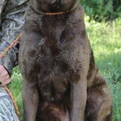 Chesapeake Bay Retrievers, Collies, and Nova Scotia Duck Tolling Retrievers from Dovecreek Chesapeake Bay retrievers