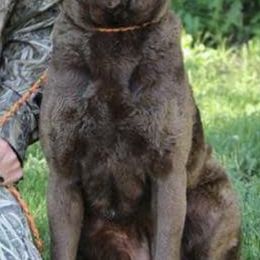 Chesapeake Bay Retrievers, Collies, and Nova Scotia Duck Tolling Retrievers from Dovecreek Chesapeake Bay retrievers