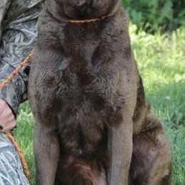 Chesapeake Bay Retrievers, Collies, and Nova Scotia Duck Tolling Retrievers from Dovecreek Chesapeake Bay retrievers
