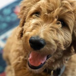 Goldendoodles and Poodles from Brightleaf Goldendoodles
