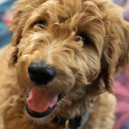 Goldendoodles and Poodles from Brightleaf Goldendoodles