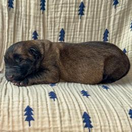 Bibi (Yellow) - Yellow female Dutch Shepherd puppy in Slippery Rock, Pennsylvania from Pytka Performance K9