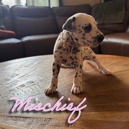 Mischief - LUA - White and black female Dalmatian puppy in Mount Vernon, Missouri from Spots & Spirals
