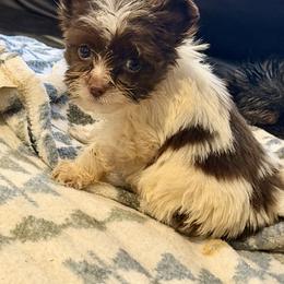 Girl 1 - Chocolate, tan and white female Yorkshire Terrier puppy in Eddyville, Kentucky from Paw-Perfect Palace