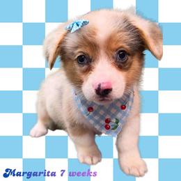 Margarita - Blue merle and white female American Corgi puppy in Mansfield, Ohio from Moonrise corgis
