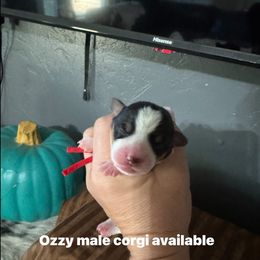 Ozzy - Black and tan male American Corgi puppy in Post Falls, Idaho from Splootin’ around Corgi’s
