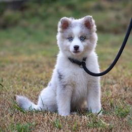 Glory - Merle female Pomsky puppy in Wolfe City, Texas from Susan Warnock