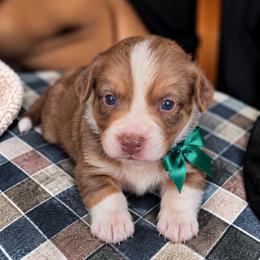 Pilot - Liver and white male Cardigan Welsh Corgi puppy in Denham Springs, Louisiana from Haggard Family Corgis