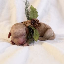 Sally - Apricot female Goldendoodle puppy in Redding, California from Hope Lane Kennels