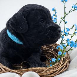 Blue - Black male Goldendoodle puppy in Byron, Georgia from Southern Olive Doodles 🫒