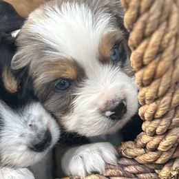 Glacier - Blue merle male Miniature Australian Shepherd puppy in Shingle Springs, California from Dream Dog Mini Aussies