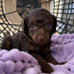 Celeste - Brown female Poodle puppy in Lathrop, California from Stellar Poodles