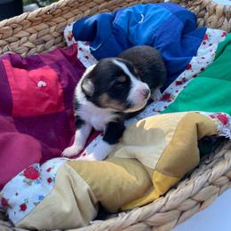 Clara - Black tri-color female Australian Shepherd puppy in Trail, Oregon from Stapp's Australian Shepherds