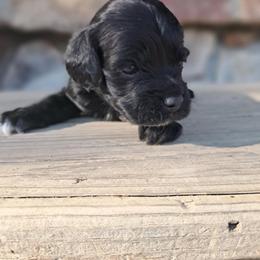 Aussiedoodle and Cockapoo Puppies from Ouachita River Cockapoos
