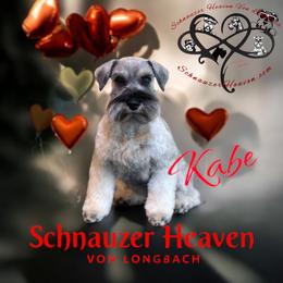 Kabeerah - Miniature Schnauzer