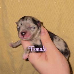 Merle F2 - Blue merle female Pomeranian puppy in Albany, Oregon from Purrs N Poms
