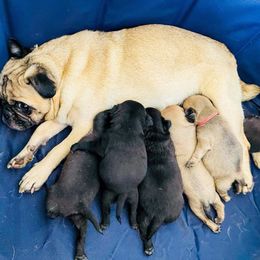 Pugs from Adventure Pug Breeding