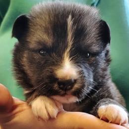 Boy 3 - male Nenets Herding Laika puppy in Rockville, Maryland from Skais the Limit Cavaliers