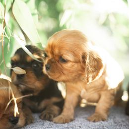 Cavalier King Charles Spaniel Puppies from Tsarevich Goldens and Cavaliers