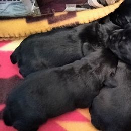 Freya - Black Miniature Schnauzer puppy in Templeton, California from Zion Miniature Schnauzers