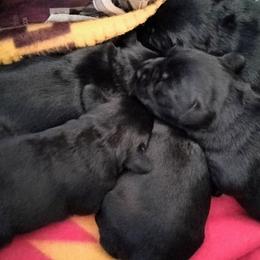 Freya - Black Miniature Schnauzer puppy in Templeton, California from Zion Miniature Schnauzers
