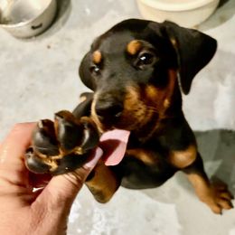 Doberman Pinscher Puppies from Devoted Doberman