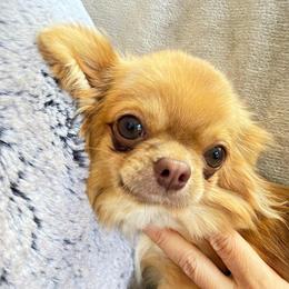London - Red and white male Chihuahua puppy in El Sobrante, California from Dolce Coco Chihuahuas