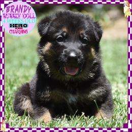 BRANDY IS A BEAUTY - Black and red female German Shepherd puppy in Murrieta, California from Diamond Oaks German Shepherds