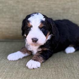 Wilbur- black collar - Tri-color male Bernedoodle puppy in Colorado Springs, Colorado from Mercy Mountain Bernedoodles