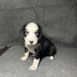 Lily - Black tri female Miniature Australian Shepherd puppy in Mill Spring, North Carolina from Adair Acres Aussies