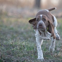 Bracco Italiano, German Shorthaired Pointer, and Vizsla Puppies from Nosam Kennels- Vizslas, German Shorthairs & Braccos- Kentucky