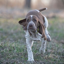 Bracco Italiano, German Shorthaired Pointer, and Vizsla Puppies from Nosam Kennels- Vizslas, German Shorthairs & Braccos- Kentucky